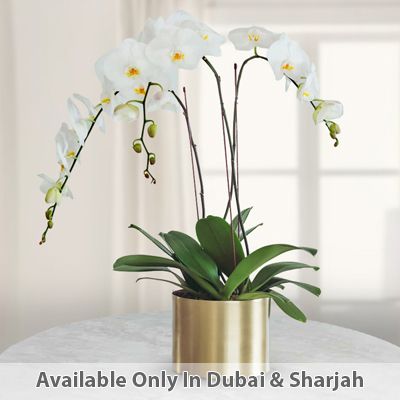 Phalaenopsis Orchid Plant White