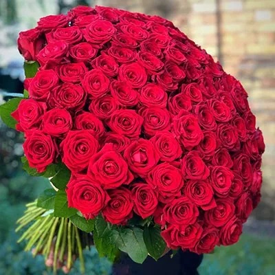 150 Beautiful Roses