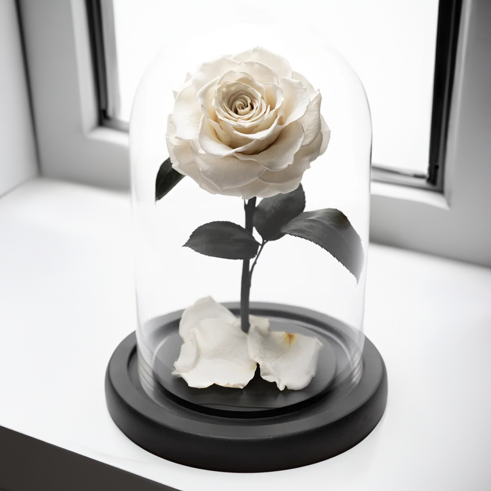 White Forever Roses