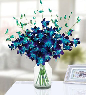 Blue Dramatic Orchids 20
